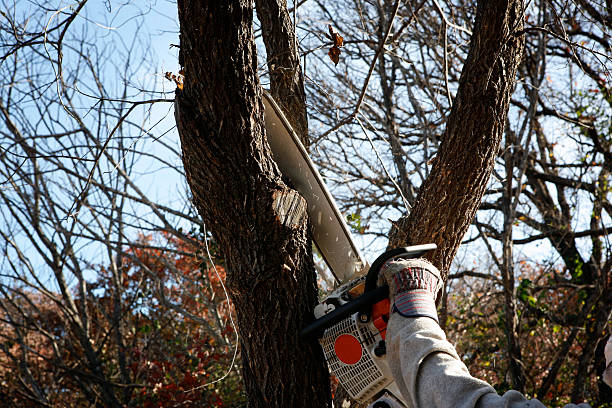 Trusted Massanutten, VA Tree Removal Services Experts